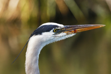 Portrait of Great Blue Heron (Ardea herodias)