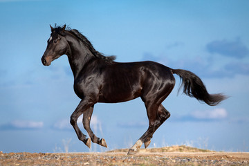 Fototapeta na wymiar Black horse runs in blue sky