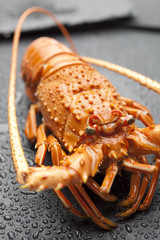Red lobster