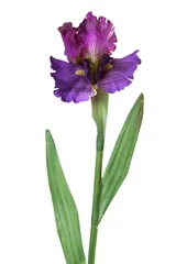 Photo sur Aluminium Iris Artificial iris on a white background