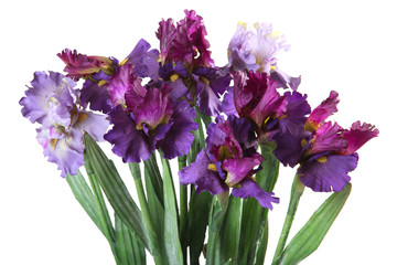 bouquet of artificial iris on a white background