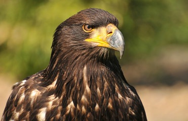 Weißkopfseeadler Jungvogel