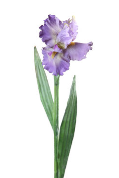 Artificial iris on a white background