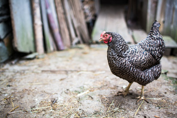 Hen in a farmyard (Gallus gallus domesticus)