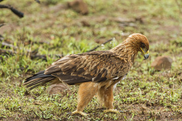 Brown Eagle