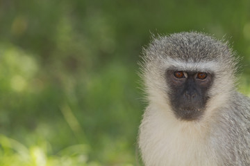 Vervet Monkey