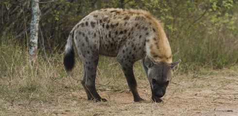 Spotted Hyena