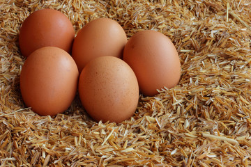 Eggs laid on the husk