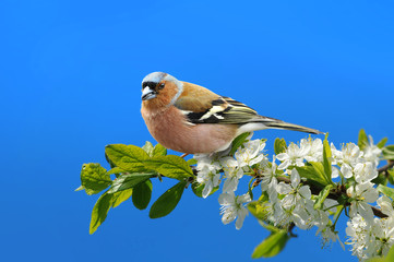 Frühling 106