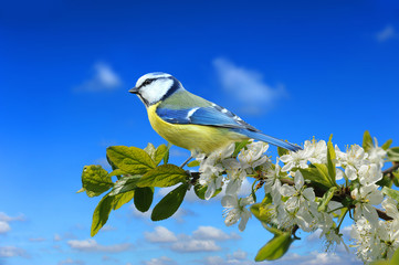 Frühling 120