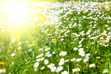 Daisies in a meadow with sunlight