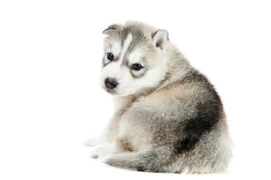 one Siberian husky puppy isolated