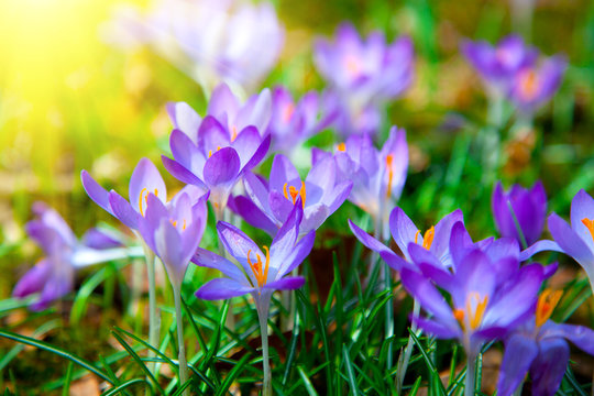 Spring purple crocus flowers with sunlight