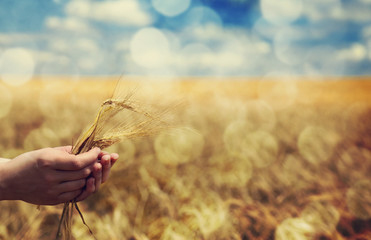 Farmer hand keep green wheat spikelet.