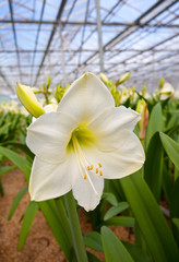 Blossoming lily in a greenhouse