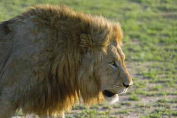 Male Lion