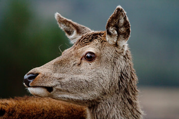 Close up of a fallow deer
