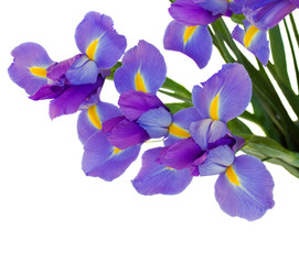 Fototapeta na wymiar bouquet of irises