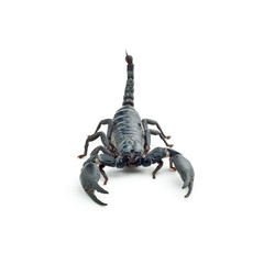 Heterometrus longimanus back scorpion