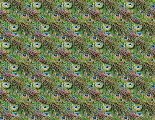 Obraz premium Peacock feathers