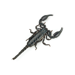 Heterometrus longimanus back scorpion