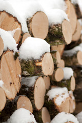 Wood pile in forest