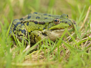 Edible Frog (Pelophylax kl. esculentus) resting in grass