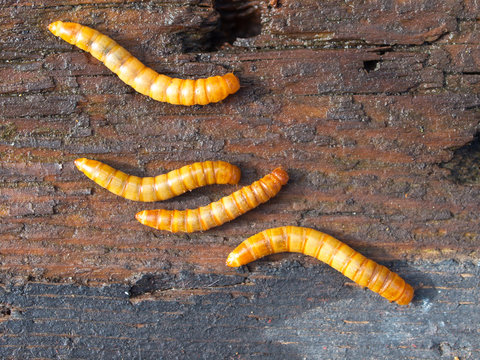 Four mealworms background detail