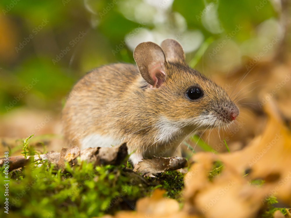 Sticker yellow necked mouse in habitat