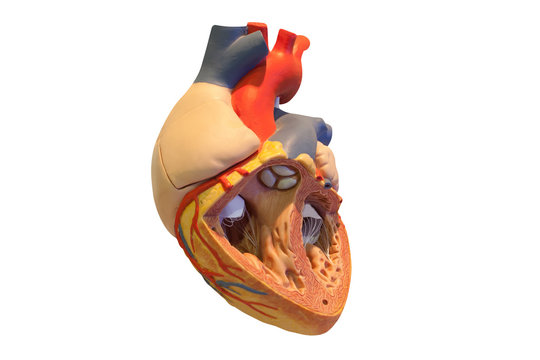 model of the human heart