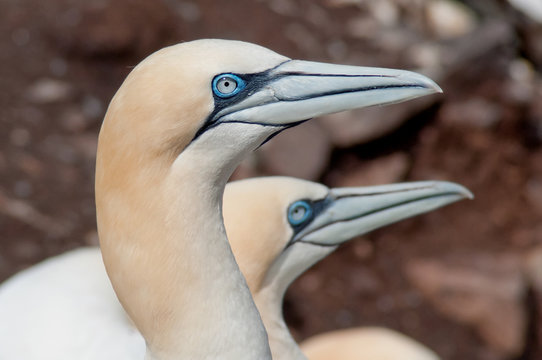 Portrait of nortern gannets