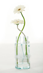 Beautiful gerber in vase