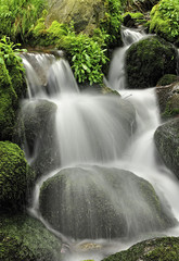 Obraz premium Nacimiento del río.