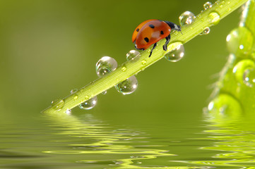 Marienkäfer auf Bambus mit Wassertropfen