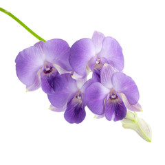 Fototapeta na wymiar Beautiful purple orchid isolated on white background