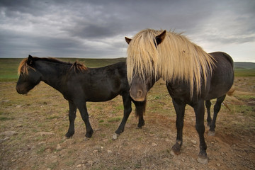 Blonde haired horses
