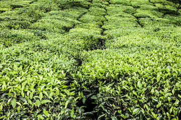 Landscape of green tea plantations. Munnar, Kerala, India