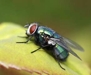 fly macro