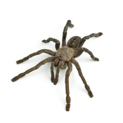 Tarantula spider