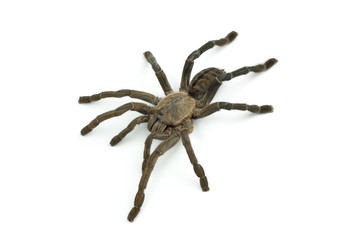 Tarantula spider