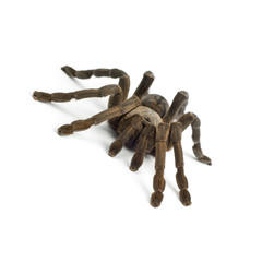 Tarantula spider