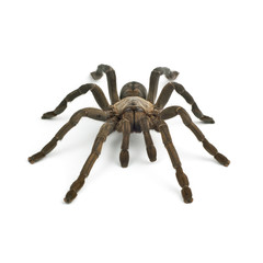 Tarantula spider