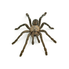 Tarantula spider