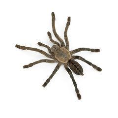 Tarantula spider