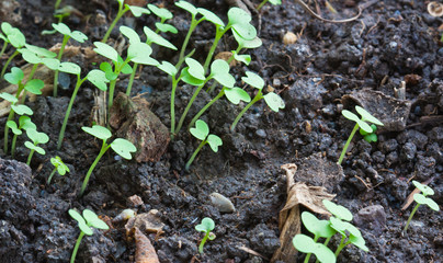 Group of the beginnings in soil