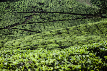 Landscape of green tea plantations. Munnar, Kerala, India