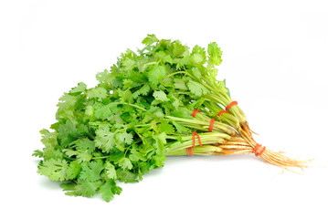 Coriander