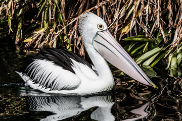 Australian pelican has a rest
