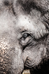 Elephant close up