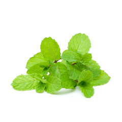 Mint aromatic herbs